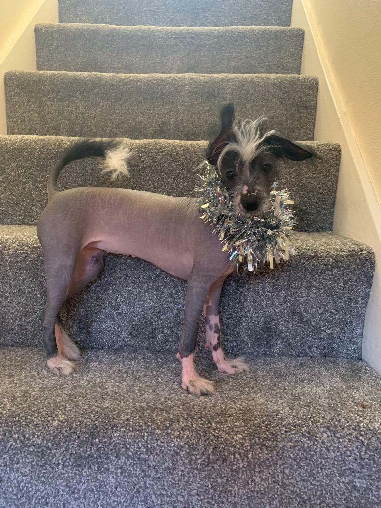 chinese crested gumtree